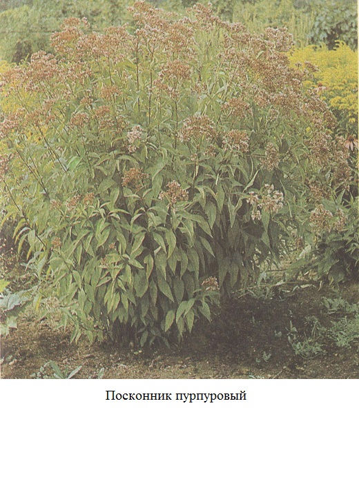 фото Посконник пурпуровый 